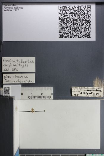 Media type: image;   Entomology 586755